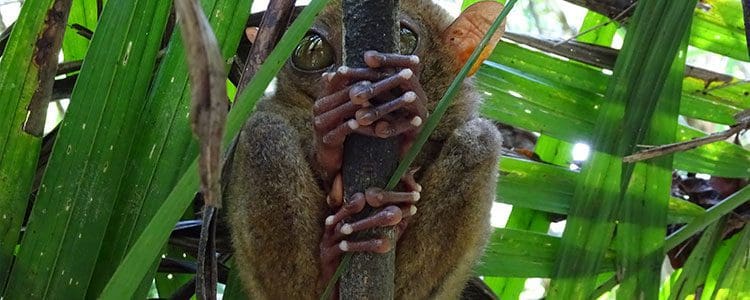 bohol-rondreizen-in-de-filipijnen