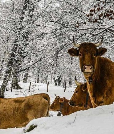 sneeuw-in-nederland