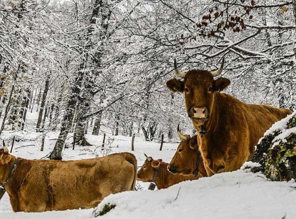 sneeuw-in-nederland