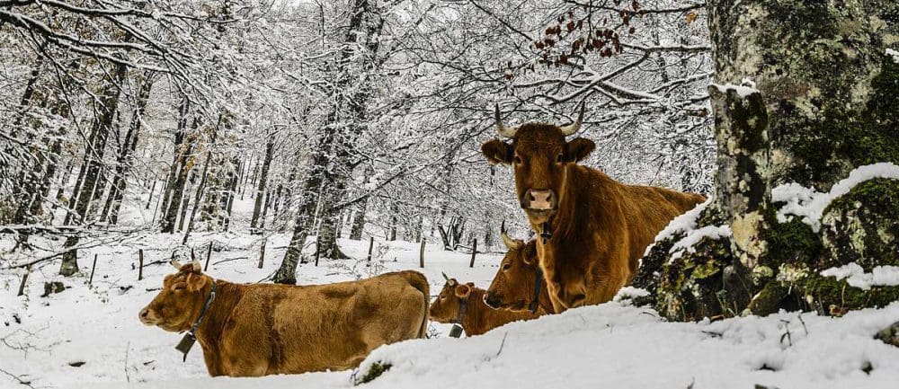 sneeuw-in-nederland