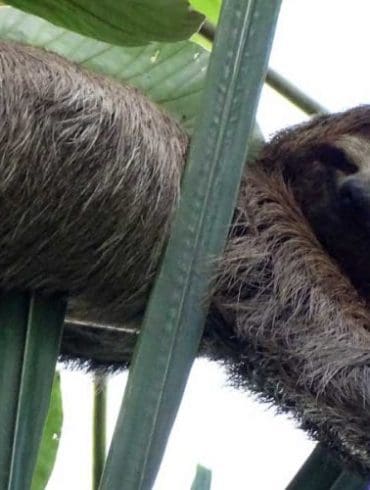 pura-vida-in-costa-rica