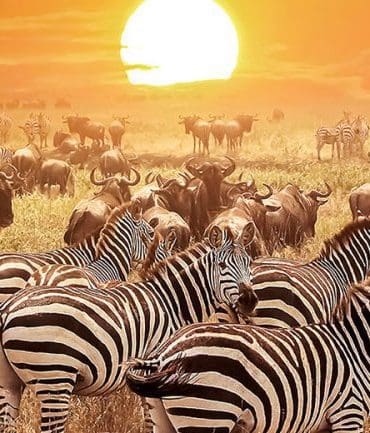 Op safari in Tanzania