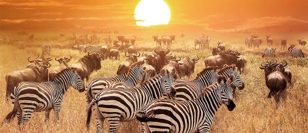 Op safari in Tanzania