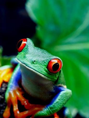 5-redenen-om-door-costa-rica-te-reizen