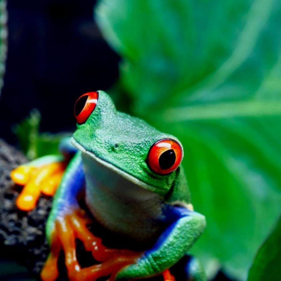 5-redenen-om-door-costa-rica-te-reizen