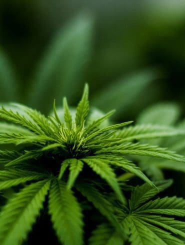 lichamelijk-en-geestelijk-gezonder-met-cbd-olie