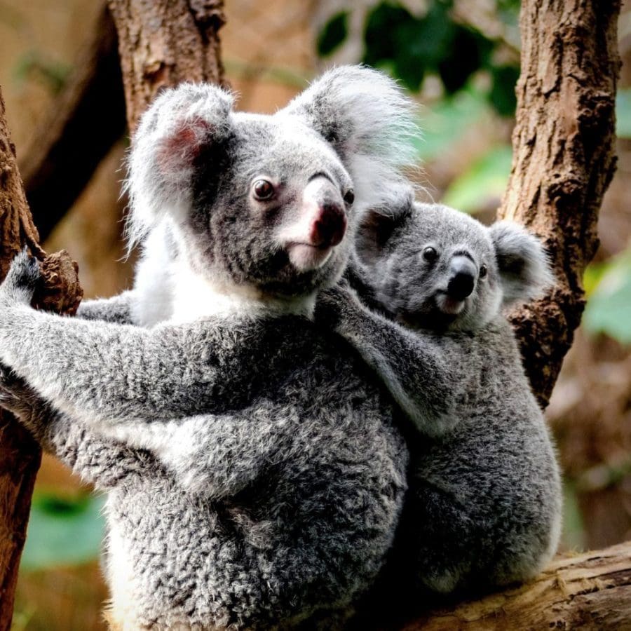 zo-krijg-je-zin-om-naar-australie-af-te-reizen