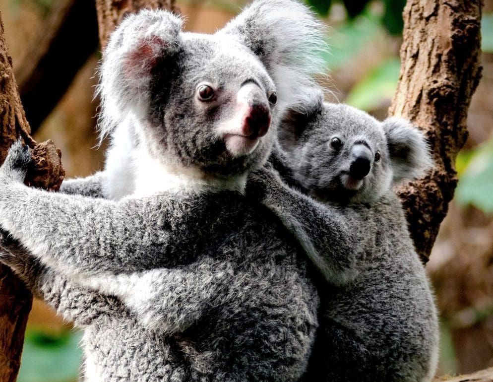 zo-krijg-je-zin-om-naar-australie-af-te-reizen