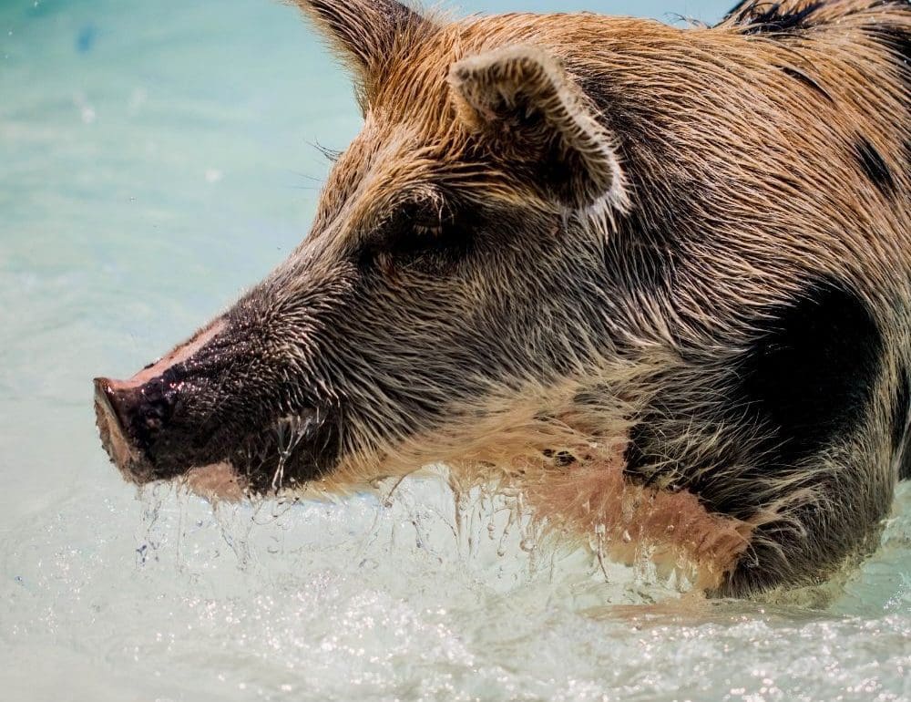 de-smaakvolle-wijnen-van-het-franse-wijnhuis-wild-pig