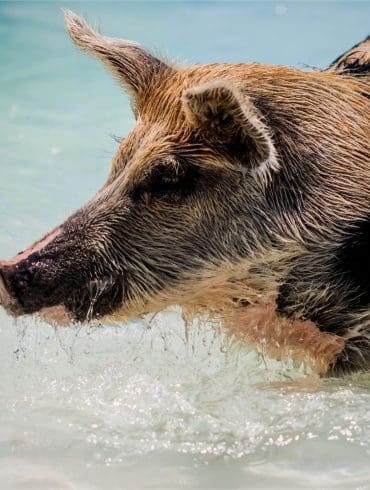 de-smaakvolle-wijnen-van-het-franse-wijnhuis-wild-pig