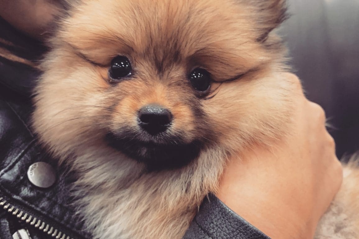 hulp-bij-een-eerste-puppy