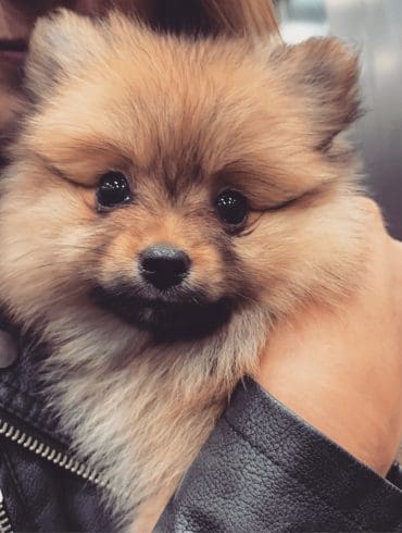 hulp-bij-een-eerste-puppy