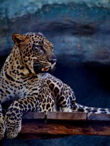 de-beste-overnachtingen-voor-tijgerkids-en-luxe-luie-paardtjes