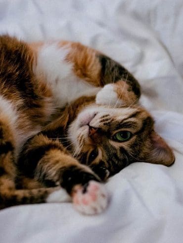 een-pocket-pussy-het-spannende-alternatief