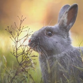 5-ideeen-om-je-tuin-op-te-vrolijken