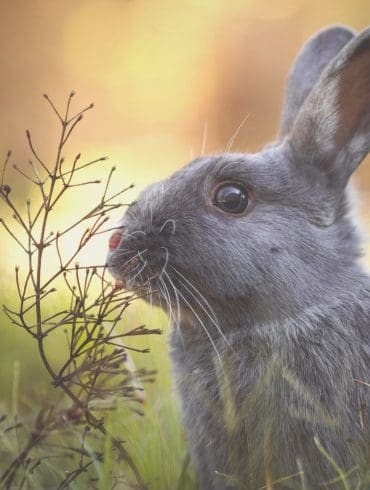 5-ideeen-om-je-tuin-op-te-vrolijken