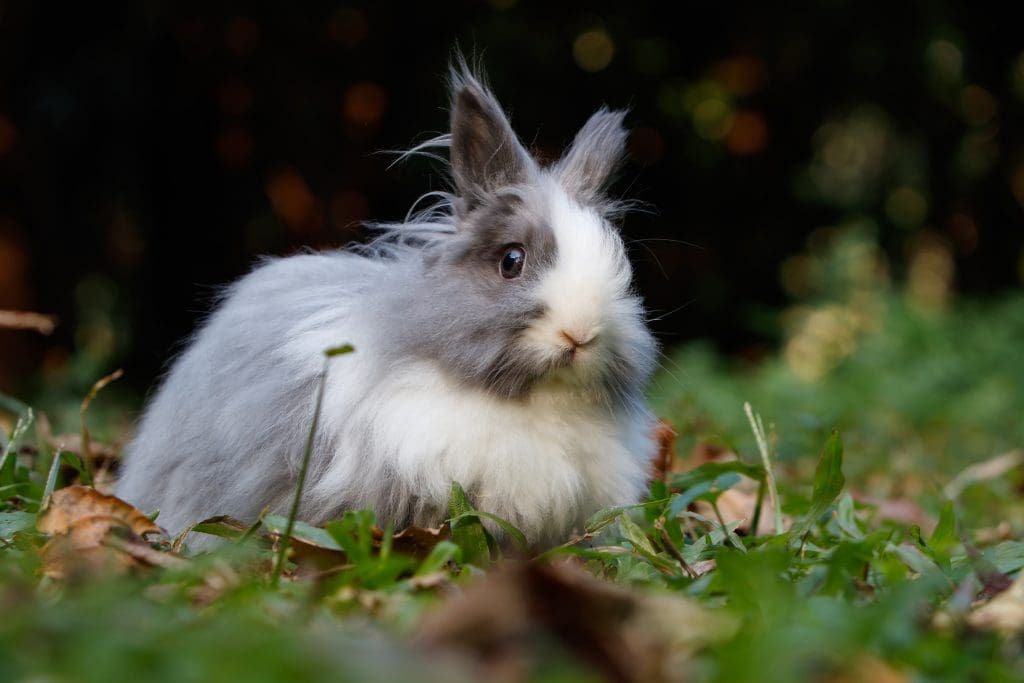 vrolijk tuin