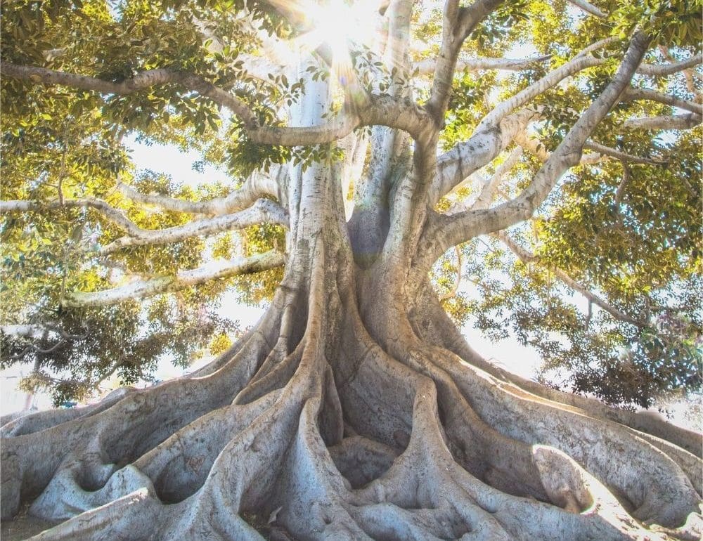 verrijk-je-tuin-met-deze-bijzondere-bomen