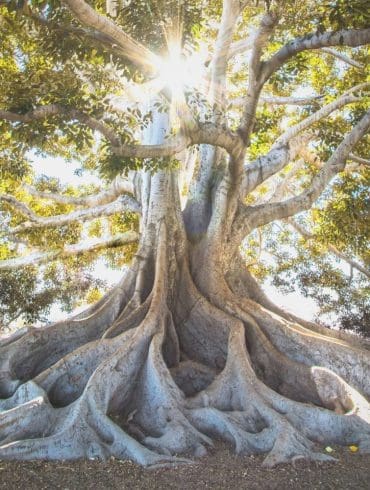 verrijk-je-tuin-met-deze-bijzondere-bomen