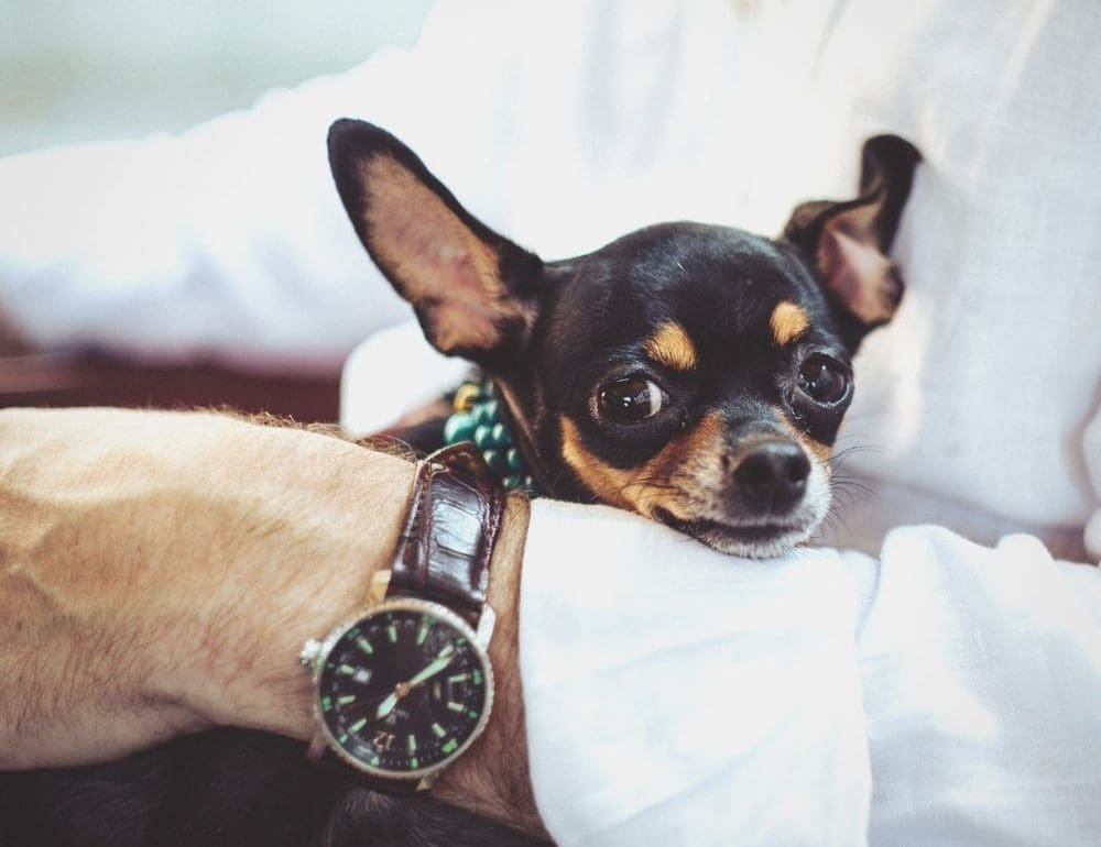 bach-bloesem-oplossing-voor-blaffende-hond