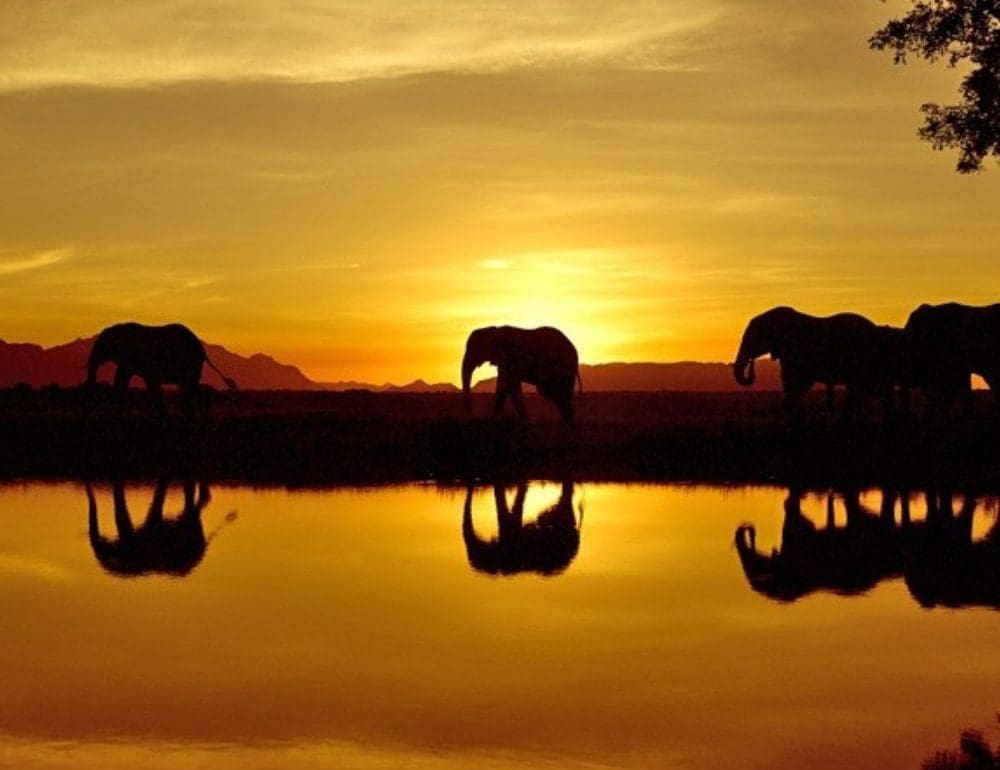 plant-based-likeur-van-amarula-voor-veganisten