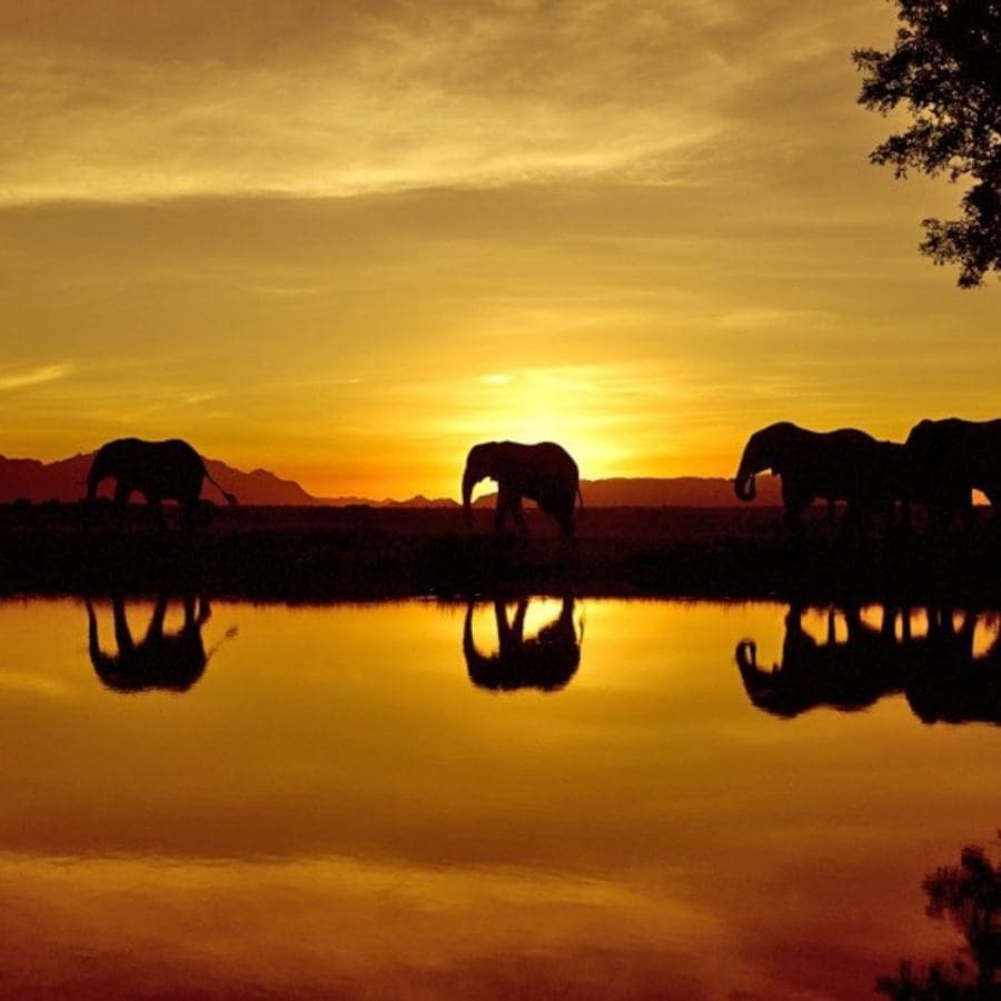 plant-based-likeur-van-amarula-voor-veganisten