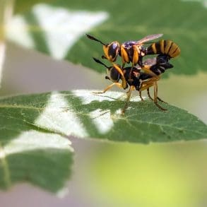 het-belang-van-een-spoedtest-bij-enige-twijfel-over-een-soa