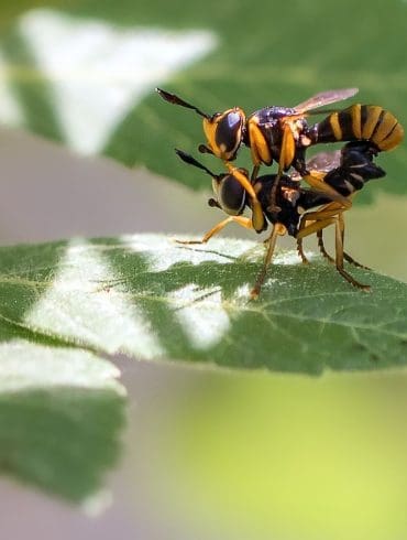 het-belang-van-een-spoedtest-bij-enige-twijfel-over-een-soa