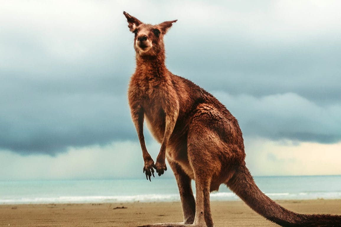 Australië