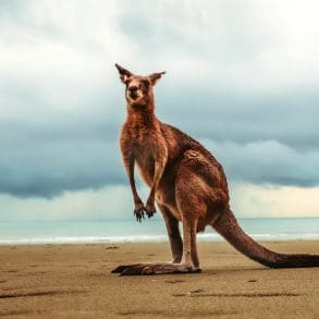 Australië