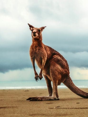 Australië