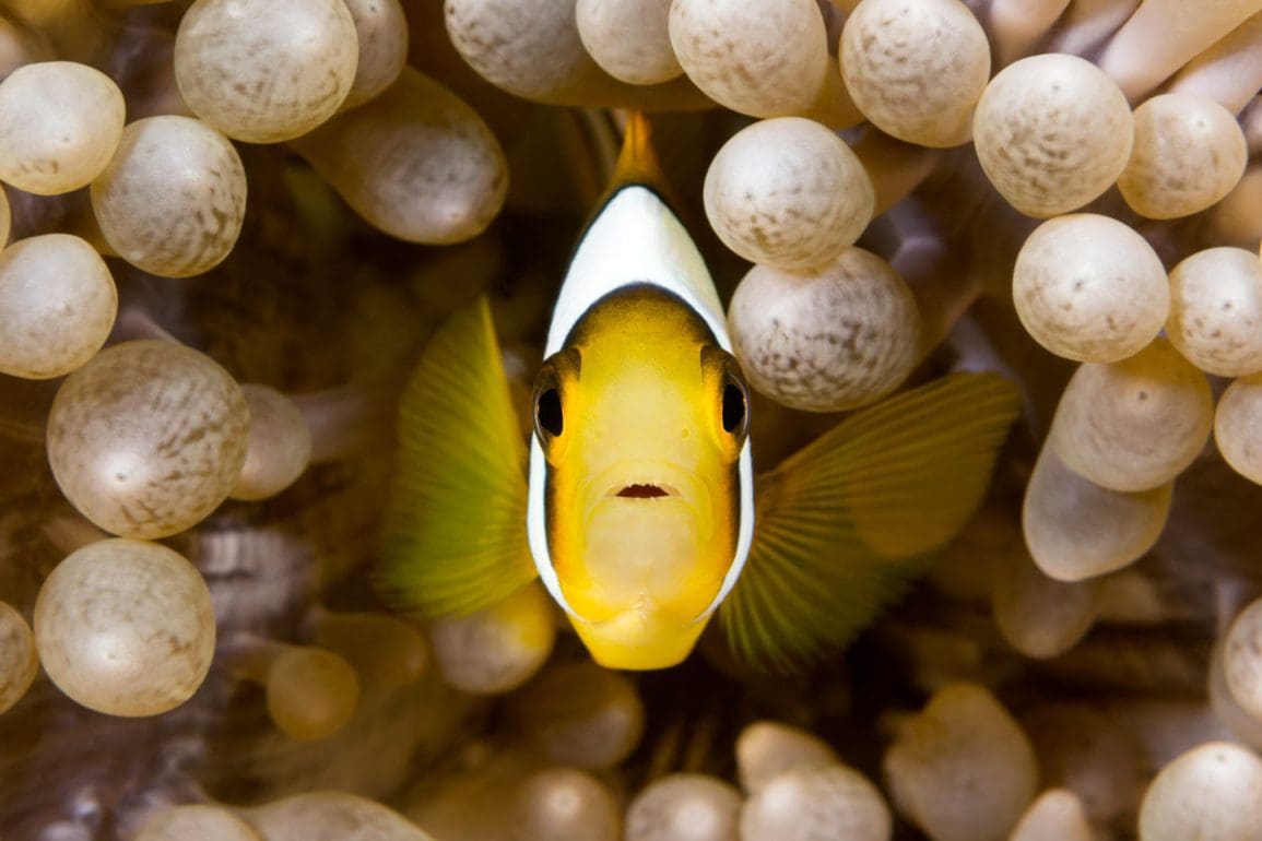 een-aquarium-inrichten-doe-je-zo