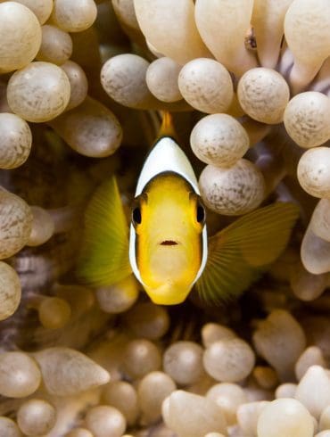 een-aquarium-inrichten-doe-je-zo