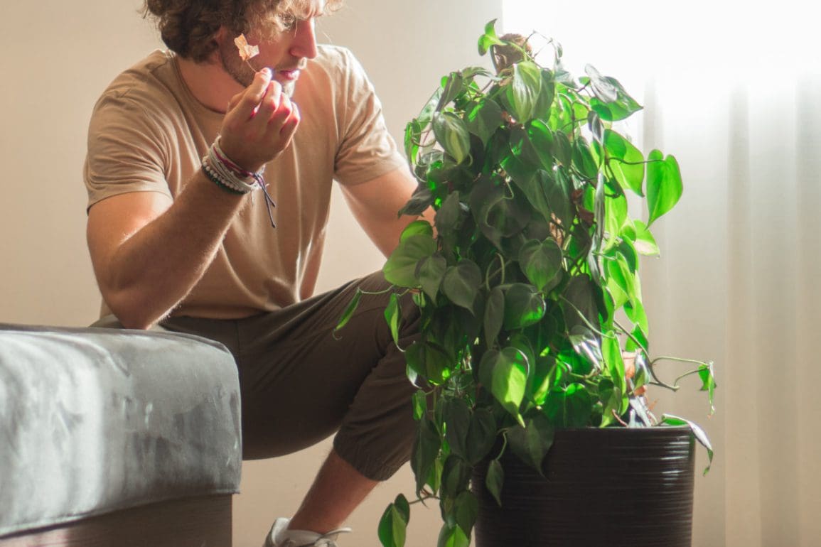 Go green, nu ook binnenshuis met planten!