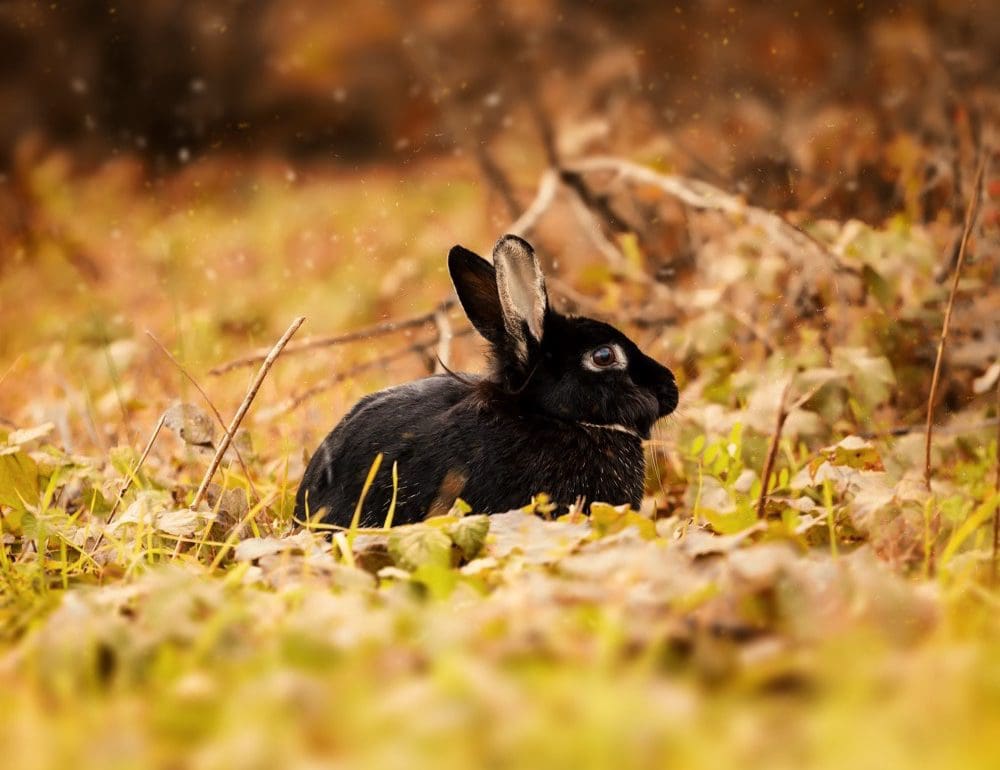 Waarom The Black Rabbit je volgende serieverslaving wordt