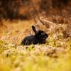 Waarom The Black Rabbit je volgende serieverslaving wordt