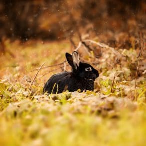 Waarom The Black Rabbit je volgende serieverslaving wordt
