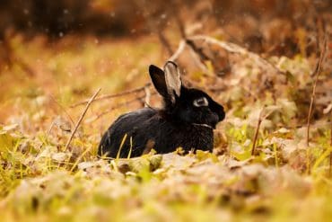 Waarom The Black Rabbit je volgende serieverslaving wordt