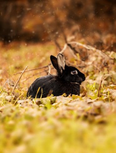 Waarom The Black Rabbit je volgende serieverslaving wordt